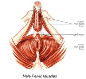 male pelvic