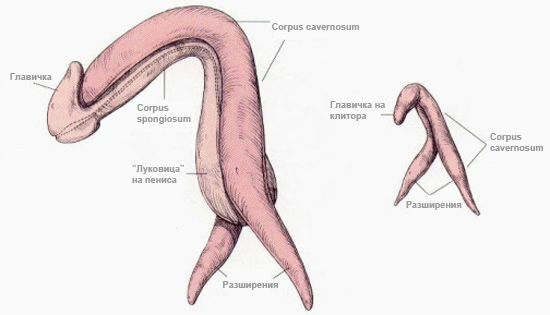 clitoris and penis