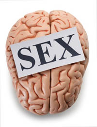 brain strives for sex