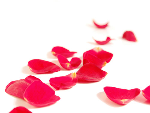 rose petals