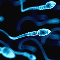 sperm