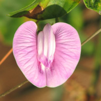 Vagina Flower