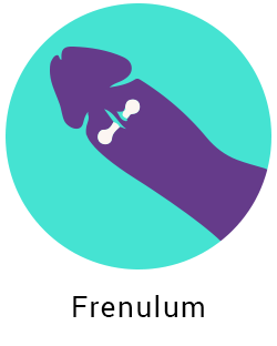 Frenulum