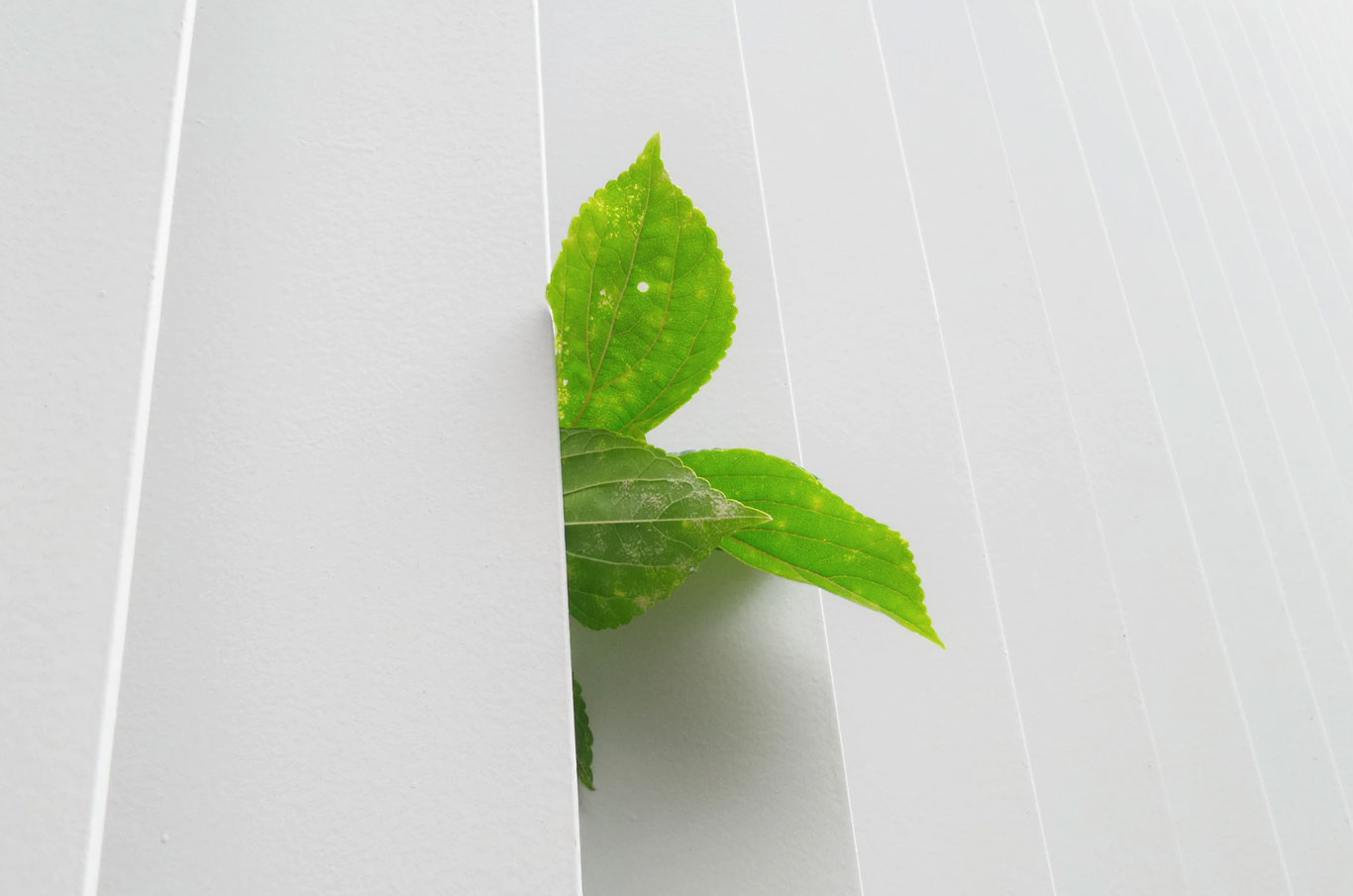 ECO SEX – как да обичаме и себе си, и природата