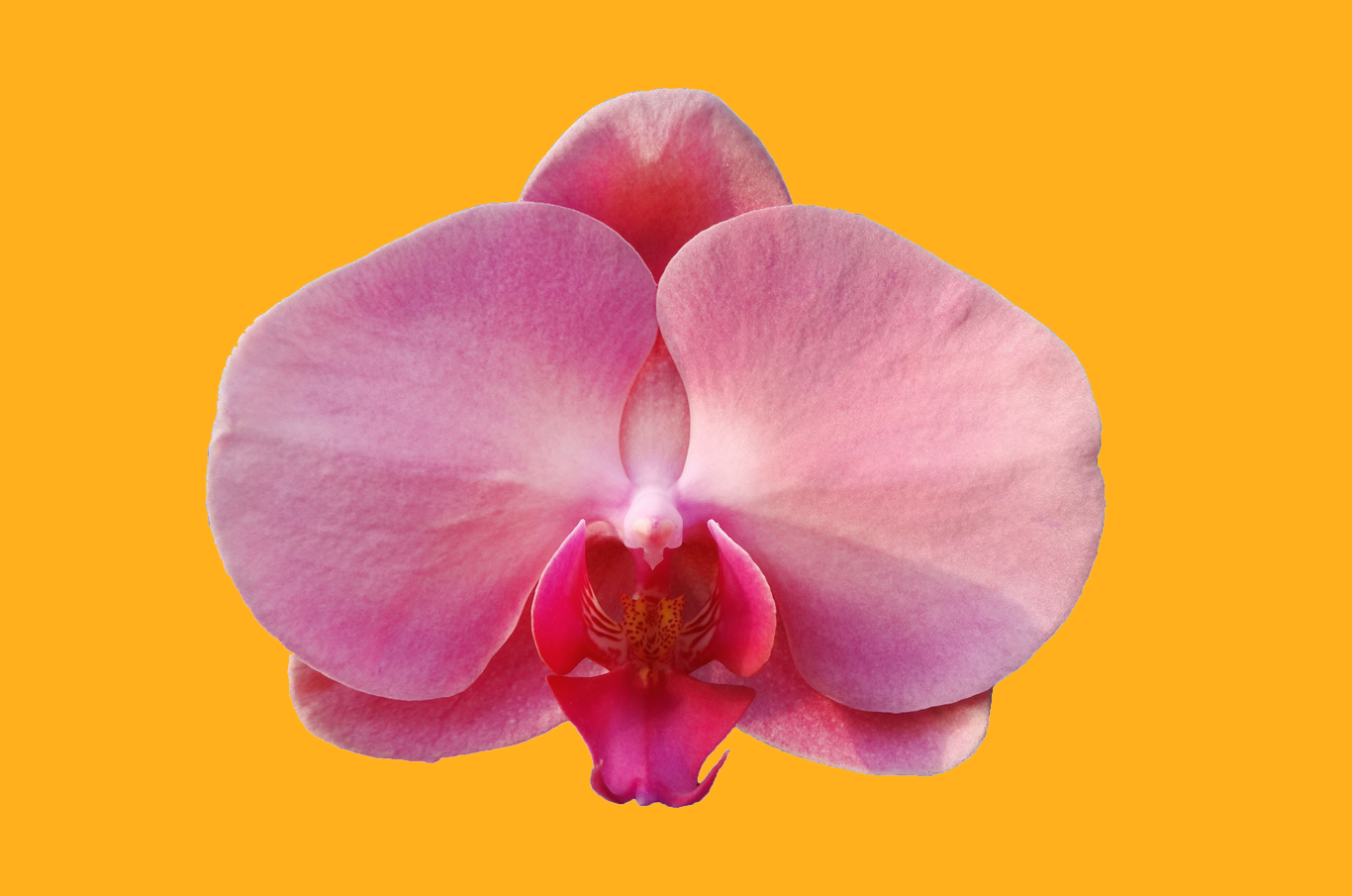 Истината за размера на лабията