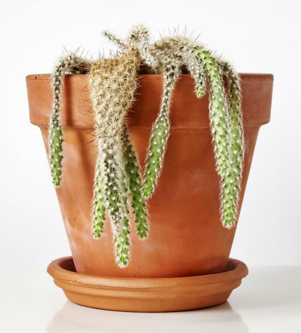 Няколко подли признака, че тестостеронът ви е твърде нисък!