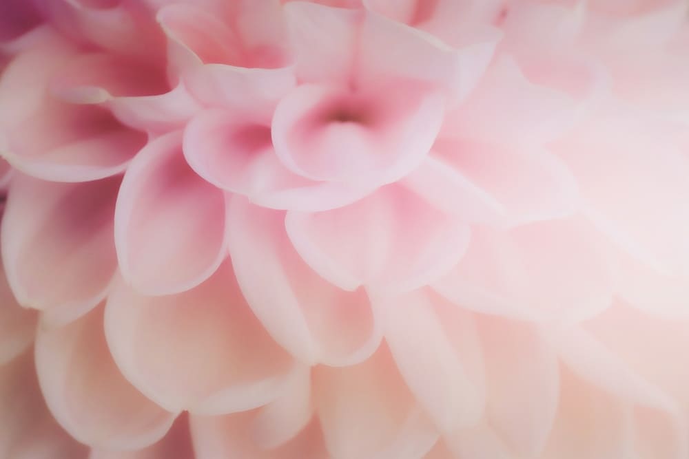 NS Novelties и тяхната INYA