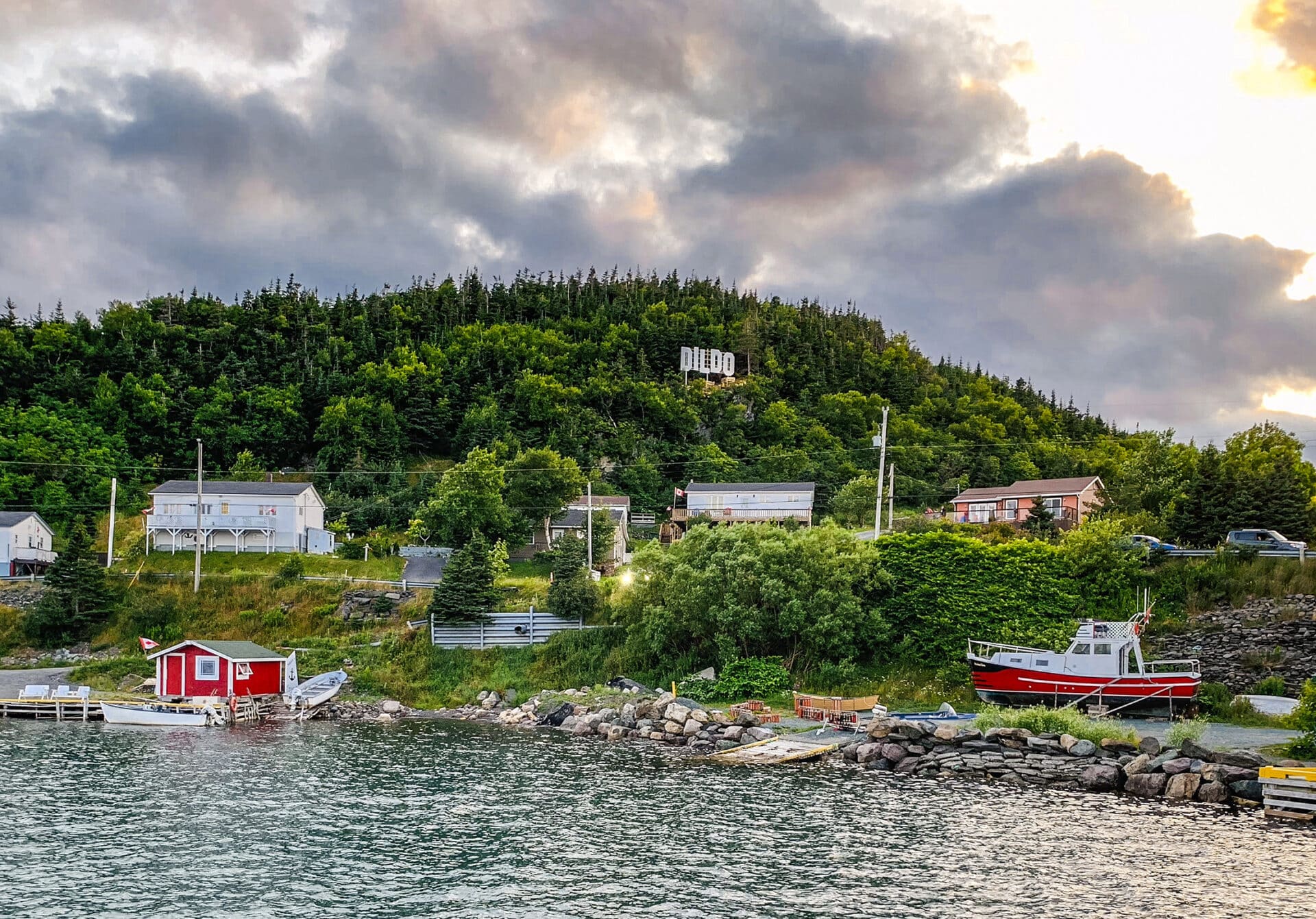 Dildo: Канадското селце с най-палавото име и най-голямото сърце