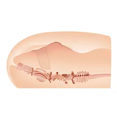 Мастурбатор - отливка Sasha Grey