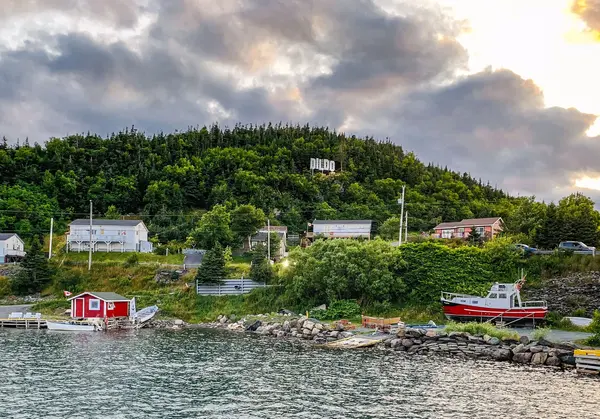 Dildo: Канадското селце с най-палавото име и най-голямото сърце